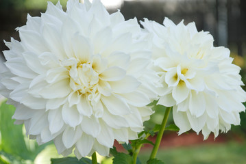 two white dahlia flowers in the garden