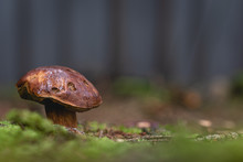 Brown Pitted Bay Bolete Mushroom In The Forest In Germany