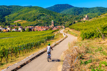 Young Woman Cycling On Road Along Vineyards To Kaysersberg Village, Alsace Wine Route, France