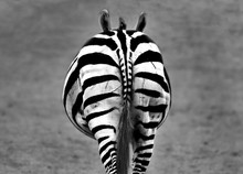 Black White Zebra From Behind
