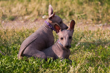 Two xolo puppies (xoloitzcuintle, mexican nude) play