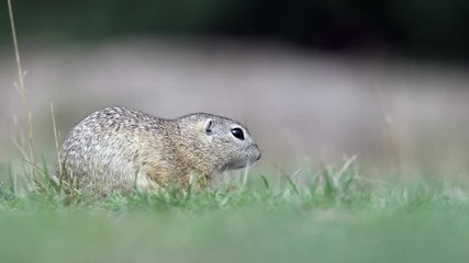 Wall Mural - Ground squirrel in its natural habitat