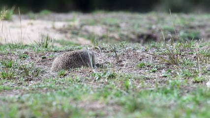 Wall Mural - Ground squirrel in its natural habitat