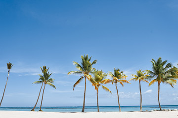 palm tree on the beach