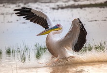 Pelican Landing On The Water