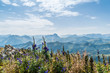 Wilde Blumen auf dem Berggipfel des Ifen in den Alpen