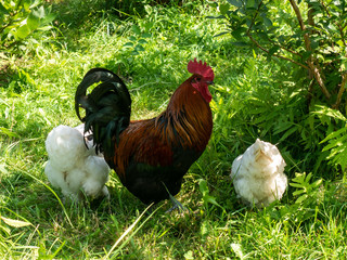 rooster and two hens