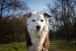 Cute looking Brown and White Border Collie Senior looking into the Camera..Dog Portrait!