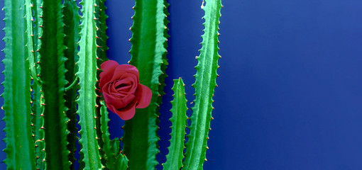 Wall Mural - Creative background of green cactus with red rose. Valentines Day. Close-up