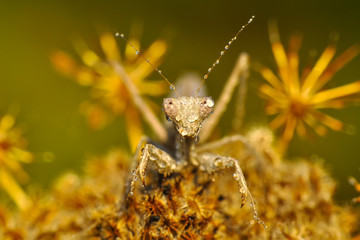 Close up of pair of Beautiful European mantis ( Mantis religiosa )