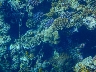 Poster - underwater view of red sea