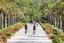 Group Of Cyclists Riding Down A Palm Tree-lined Road In Mallorca, Spain. 
