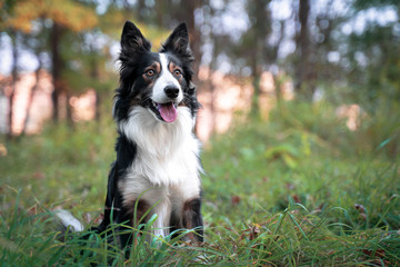 Cute black and white border collie dog with tongue sticking out lying down in green grass. Summer day in a meadow.