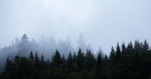 Dark Forest With Fog In Nothern Europe.