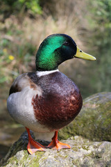 Wall Mural - A male mallard duck on a wall by a river