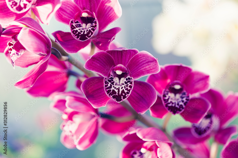 Phalaenopsis orchid macro - obrazy, fototapety, plakaty 