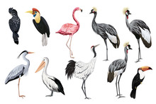 Tropical Vintage Wild Birds Clip Art. Crane, Toucan, Flamingo, Parrot, Pelican, Heron Wildlife Print.
