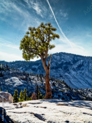 Iconic tree at Olmsted Point in Yosemite National Park.