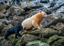 Family Barnacle Hunting - A Spirit Bear Mother And Her Black Bear Cub Climb In The Rocks Along The Shore In Search Of Barnacles. Great Bear Rainforest, British Columbia, Canada.