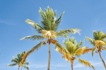 Wall Mural - palm tree and blue sky