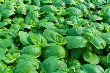 Wall Mural - Background of green basil plants growing together