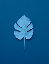 Photo Of Monstera Leaves In Classic Blue Color.
