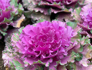 Wall Mural - Brassica Oleracea Ornamental Cabbage. Close up flower.