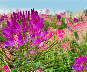 Wall Mural - Cleome flower or Spider flower blossoming in the garden.