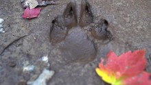 A Large Coyote Print Found On A Muddy Trail During An Autumn Hike Through The Adirondack Wilderness (New York, USA).