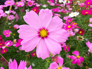 Wall Mural - Cosmos flowers blooming in the garden. Beautiful cosmos flowers.