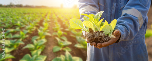 Fotomural Thai agriculturist planting the young of green tobacco in the field at northern