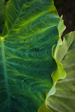 Close Up Of Two Large Variegated Green Elephant Ear Leaves With Curled Edges