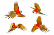 Set of Harlegquin macaw isolated in white background.
