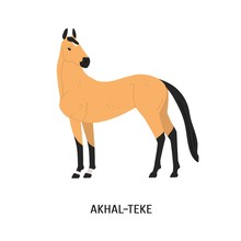 Akhal-Teke Breed Horse Flat Vector Illustration