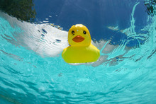 Floating Rubber Duck In The Swimmingpool