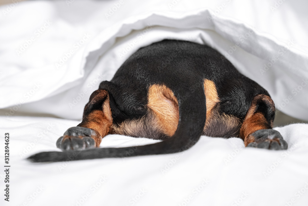Black and tan dog butt and tail sticking out from under the white blanket on the bed. Home or dog-friendly hotel, spoiled pet, funny picture. scared dog hiding under the blanket - obrazy, fototapety, plakaty 