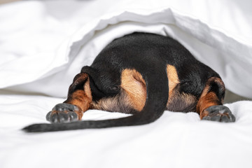 Black and tan dog butt and tail sticking out from under the white blanket on the bed. Home or dog-friendly hotel, spoiled pet, funny picture. scared dog hiding under the blanket