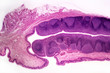 Palatine tonsil cross-section of a domestic cat (Felis catus Linnaeus, 1758) - permanent microscope slide (stained by haematoxylin-eosin)