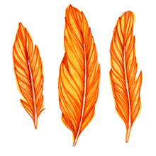 This Illustration Depicts A Set Of Bird Orange Feathers Drawn By Hand With Alcohol Markers And Liners And Isolated On A White Background.