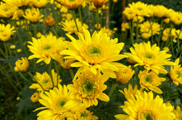 Wall Mural - macro shot of a beautiful chrysanthemum flower. yellow flower on a green background. in the tropical