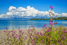 Beautiful Tranquil Summer Landscape With Calm Sea Water, Blue Sky And White Clouds, Green Trees And Mountains On The Horizon And Purple Flowers On Foreground. Corfu Island, Greece.
