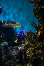 Surgeonfish In Underwater Wildlife In Ocean