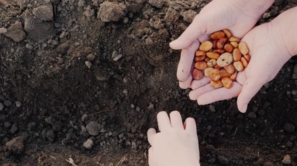 Wall Mural - A small childs hand is planting seeds in the ground, an elderly farmer holds a handful of grains nearby.