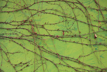 Metallic Wall Background, Texture, Colored In Green Color With The Creeping Vines. Old Rusty Surface With Dry Creeping Sprigs Of Grapes. Abstract Sketches Of Nature