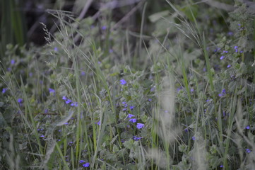 blue flowers in field