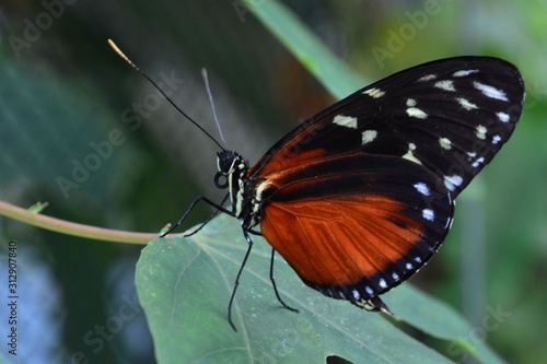Schmetterling Botanischer Garten Augsburg Buy This Stock Photo