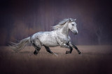 Fototapeta Konie - Beautiful grey horse running gallop.