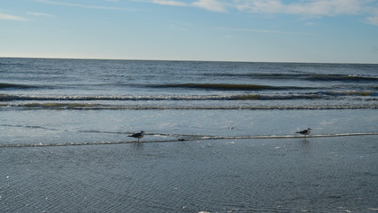 Wall Mural - seagull sandy solo 006