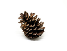 Pine Cone Isolate Picture, Pine Cone On White Background