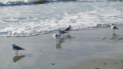 Wall Mural - seagulls at play 014